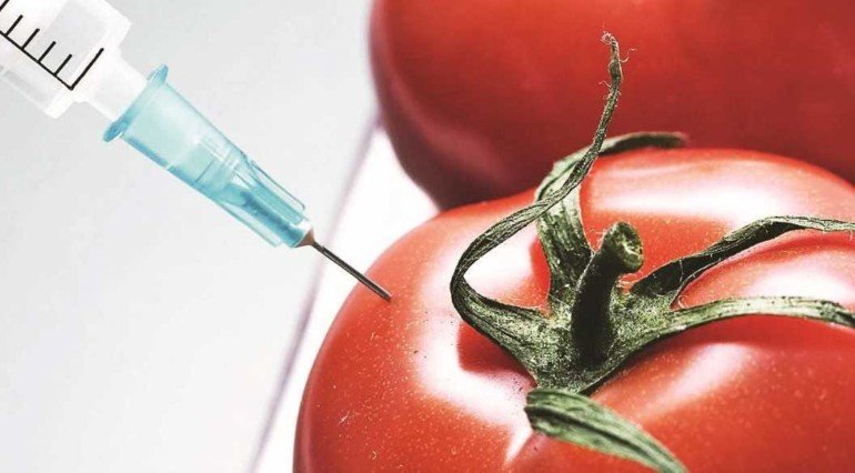 Почему не стоит бояться ГМО на диете