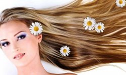 Как отвар ромашки помогает оздоровить кожу головы и волосы
