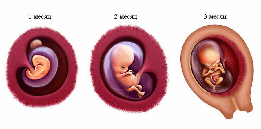 1 5 беременности. Эмбрион 1 месяц беременности. Плод в первый триместр беременности. Плод на 1 месяце беременности. Эмбрион на 2 месяце беременности.